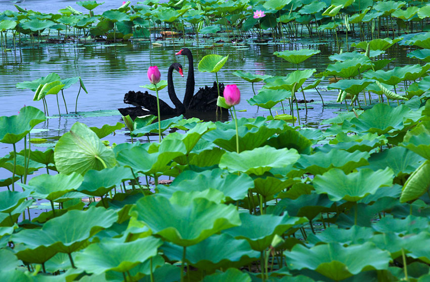 Blooming lotus flowers draw tourists to Xiongan