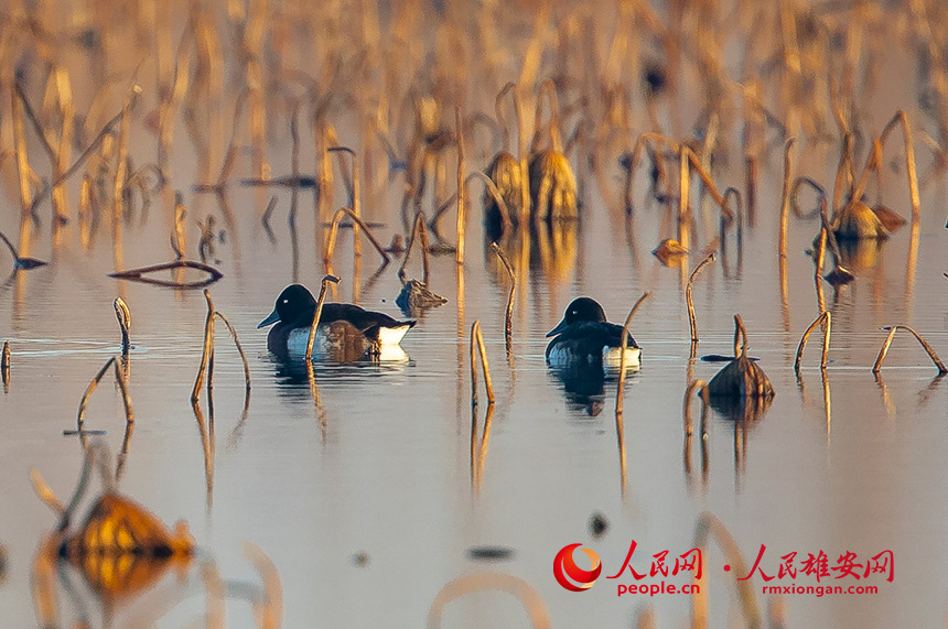Baiyangdian Lake presents an ideal habitat for wild birds