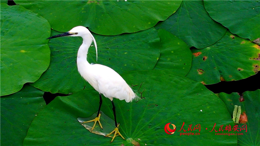 Flocks of little egrets spotted in Xiong’an New Area